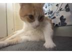 Adopt Pumpkin a Orange or Red Tabby / Mixed (medium coat) cat in Denton