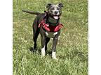 Adopt Miko a Gray/Silver/Salt & Pepper - with White American Pit Bull Terrier /