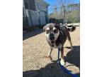 Adopt Aquarius a Black - with Tan, Yellow or Fawn Husky / Shepherd (Unknown