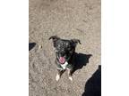 Adopt Aries a Black - with Tan, Yellow or Fawn Husky / Shepherd (Unknown Type) /