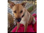 Adopt Grace a Tan/Yellow/Fawn Golden Retriever / Mixed dog in Cherry Valley