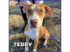 Adopt Teddy a Tan/Yellow/Fawn - with White Pit Bull Terrier / Labrador Retriever