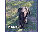 Adopt Dale a Black Labrador Retriever / Husky / Mixed dog in Glenwood