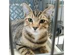 Adopt Bunions (aka Sweet Boy) a Gray, Blue or Silver Tabby Domestic Shorthair