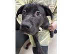 Adopt Pilot a Black Golden Retriever / Mixed Breed (Medium) / Mixed (short coat)