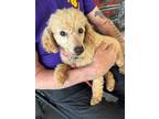 Adopt Nellie a Tan/Yellow/Fawn Miniature Poodle / Mixed dog in Glenville