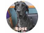 Adopt Rose Bukater a Black Labrador Retriever / Mixed Breed (Medium) / Mixed