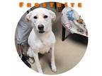 Adopt Frost Bite a Brindle Labrador Retriever / Mixed Breed (Medium) / Mixed