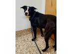 Adopt Missy a Black American Pit Bull Terrier / Mixed Breed (Medium) / Mixed