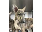 Adopt Bella a Brindle Dutch Shepherd / Mixed Breed (Medium) / Mixed (short coat)