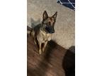Adopt Diesel a Black - with Tan, Yellow or Fawn Belgian Malinois / Mixed dog in