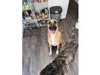 Adopt Charlie a Tan/Yellow/Fawn - with Black Mutt / Mixed dog in Round Rock