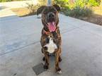 Adopt J D a Brown/Chocolate Mastiff / Mixed dog in Tustin, CA (41128401)