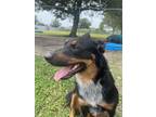 Adopt Tuggs a Black Australian Cattle Dog / Mixed Breed (Medium) / Mixed (short