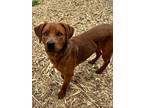Adopt Ray HW+ a Brindle Rhodesian Ridgeback / Rottweiler / Mixed (short coat)