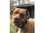 Adopt B.A. Baracus a Red/Golden/Orange/Chestnut American Pit Bull Terrier / Mutt