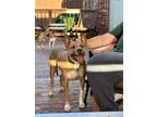 Adopt Freddie a Tan/Yellow/Fawn - with White Carolina Dog / Mixed dog in San