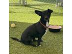 Adopt Arwen a Terrier (Unknown Type, Small) / Mixed dog in Fallbrook