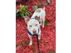 Adopt Luna a White American Pit Bull Terrier / Mixed Breed (Medium) / Mixed