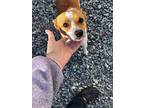 Adopt Rauger a Red/Golden/Orange/Chestnut Feist / Mixed dog in Thomasville