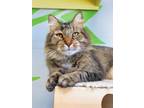 Adopt Merle a Domestic Longhair / Mixed (medium coat) cat in Van Wert