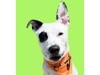 Adopt Ohtani-ADOPT Me! a White - with Black Pit Bull Terrier / Pointer / Mixed