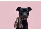 Adopt Nova-ADOPT Me! a Black - with White Pit Bull Terrier / Mastiff / Mixed dog