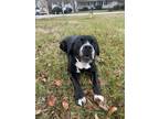 Adopt King Solomon a Black - with White Labrador Retriever / Boxer / Mixed dog