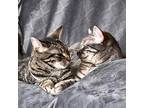 Adopt Lolly & Tiara a Gray, Blue or Silver Tabby Domestic Shorthair (short coat)