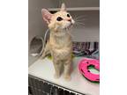 Adopt Finnigan a Manx / Mixed (short coat) cat in Neosho, MO (41325599)