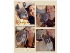 Adopt Cupcake a Tan/Yellow/Fawn Mastiff / Mixed dog in Spring, TX (41335248)