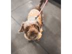 Adopt Naija a Brown/Chocolate Shih Tzu / Mixed dog in Las Vegas, NV (41281108)