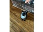 Adopt Saki a Brown or Chocolate (Mostly) Siamese / Mixed (short coat) cat in