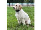 Adopt Peter a White - with Red, Golden, Orange or Chestnut Cockapoo / Mixed dog