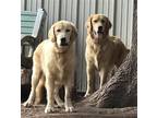 Adopt Adopted! Grady & Gunner a Red/Golden/Orange/Chestnut Golden Retriever /