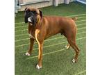 Adopt Rocky a Brindle - with White Boxer / Mixed dog in Prospect, KY (41335833)