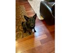 Adopt Kota a Black - with White Australian Shepherd / Mixed Breed (Medium) /