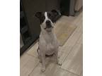 Adopt Opie a Black - with White American Staffordshire Terrier / Pointer / Mixed