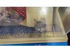 Adopt Dolly a Brown Tabby Domestic Shorthair / Mixed Breed (Medium) / Mixed