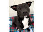 Adopt Rhodie a Black Labrador Retriever / Mixed Breed (Medium) / Mixed (short