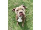 Adopt Bruno a Tan/Yellow/Fawn American Pit Bull Terrier / Mixed Breed (Medium) /