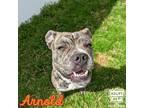 Adopt Arnold a Black Mixed Breed (Small) / Mixed Breed (Medium) / Mixed (short