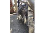 Adopt Smokey a Domestic Shorthair cat in Cortland, NY (40959992)