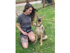 Adopt Dolly a Brown/Chocolate German Shepherd Dog dog in Provo, UT (41335805)