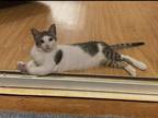 Adopt Green bean a Spotted Tabby/Leopard Spotted Tabby / Mixed (medium coat) cat