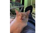 Adopt Luna a White (Mostly) American Shorthair / Mixed (short coat) cat in