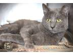 Adopt Jafar a Gray, Blue or Silver Tabby Domestic Shorthair cat in Johnstown