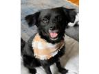 Adopt Charlie a Black Spaniel (Unknown Type) / Pomeranian / Mixed dog in