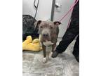 Adopt Mocha a Black American Pit Bull Terrier / Mixed Breed (Medium) / Mixed