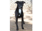 Adopt Padma K51 2-14-24 a Black Pointer / Mixed Breed (Medium) / Mixed (short